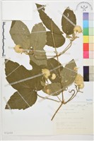 藏品(銹毛鐵線蓮)的圖片