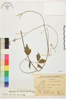 藏品(巴氏鐵線蓮)的圖片