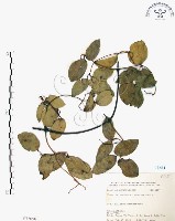 藏品(柱果鐵線蓮)的圖片