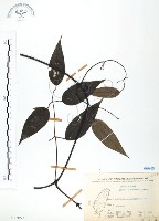 藏品(柱果鐵線蓮)的圖片