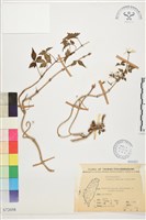 藏品(繡球藤)的圖片