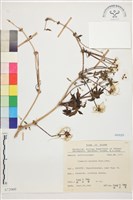 藏品(繡球藤)的圖片