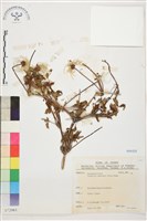 藏品(繡球藤)的圖片