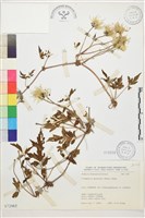 藏品(繡球藤)的圖片