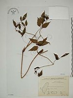 藏品(小木通)的圖片