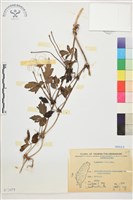 藏品(繡球藤)的圖片