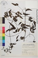 藏品(田村氏鐵線蓮)的圖片