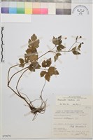 藏品(鉤柱毛茛)的圖片