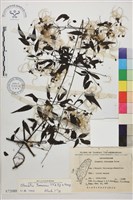 藏品(田村氏鐵線蓮)的圖片