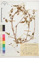 藏品(繡球藤)的圖片