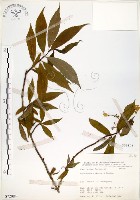 藏品(華八仙)的圖片