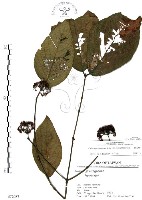 藏品(杜虹花，台灣紫珠)的圖片