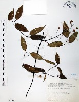 藏品(柱果鐵線蓮)的圖片