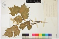 藏品(臺灣牡丹藤)的圖片