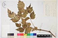 藏品(臺灣牡丹藤)的圖片