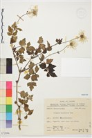 藏品(高山鐵線蓮)的圖片