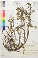 藏品(高山鐵線蓮)的圖片