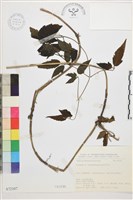 藏品(銹毛鐵線蓮)的圖片