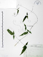 藏品(森氏鐵線蓮)的圖片