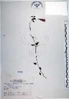 藏品(倒地蜈蚣、四角銅鑼)的圖片