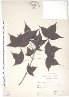 藏品(楓香、楓樹)的圖片