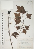 藏品(楓香、楓樹)的圖片