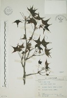 藏品(楓香、楓樹)的圖片