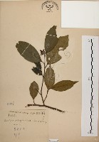 藏品(秀柱花)的圖片