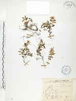 藏品(玉山金絲桃)的圖片