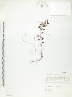 藏品(玉山金絲桃)的圖片