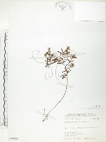 藏品(玉山金絲桃)的圖片