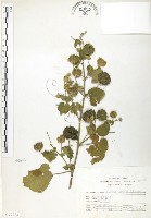 藏品(冬葵子)的圖片