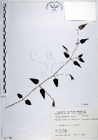 藏品(倒地蜈蚣、四角銅鑼)的圖片