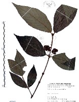 藏品(杜虹花，台灣紫珠)的圖片