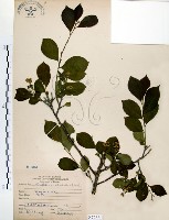 藏品(灰木)的圖片