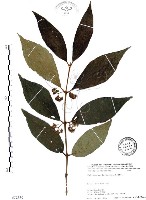 藏品(杜虹花，台灣紫珠)的圖片