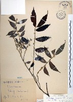 藏品(冷清草)的圖片