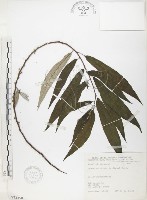 藏品(水麻)的圖片