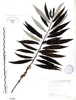 藏品(水麻)的圖片