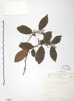 藏品(台灣山桂花)的圖片