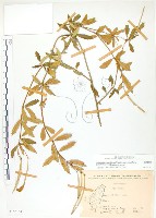 藏品(石吊蘭、吊石苣苔)的圖片