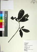 藏品(薄葉玉心花)的圖片