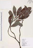藏品(九節木、牛屎烏、青龍吐霧)的圖片