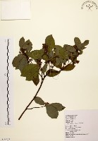 藏品(黃肉樹, 小梗木薑子)的圖片