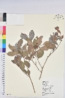 藏品(細葉饅頭果)的圖片