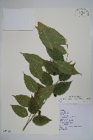 藏品(毛瓣蝴蝶木)的圖片