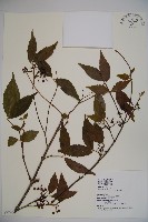 藏品(呂宋莢迷)的圖片