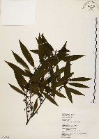 藏品(山胡椒)的圖片