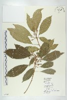 藏品(猴歡喜)的圖片