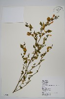 藏品(曲莖馬藍)的圖片